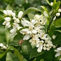 citrus blossom