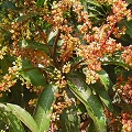 fruit blossom