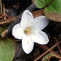 mayflower