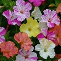 four o'clock flower