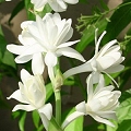 night blooming jasmine