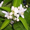 citrus blossom