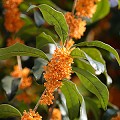 osmanthus