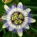 passiflora