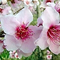 fruit blossom