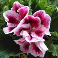 geranium