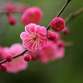 fruit blossom