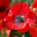 poppy