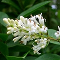 privet