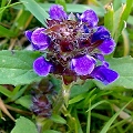 Prunella