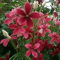Chinese honeysuckle