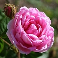 May Rose