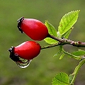 rose hip