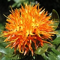 safflower