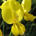 broom