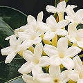 stephanotis