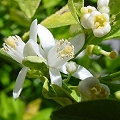 citrus blossom
