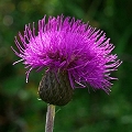 thistle