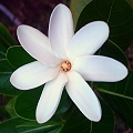 gardenia