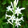 tuberose