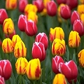 tulip