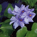 water hyacinth