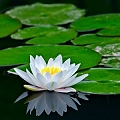 water lily