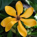 ylang-ylang