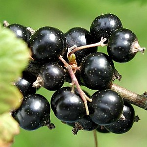 Black Currant