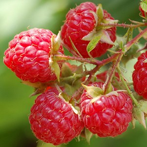 Raspberry