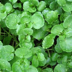 Watercress