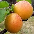 apricot