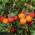 strawberry tree berry