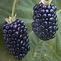 blackberry