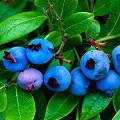 blueberry