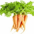 carrot