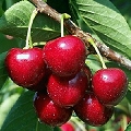 cherry