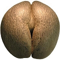 sea coconut