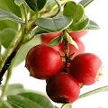 cranberry