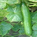 cucumber