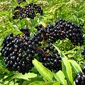 elderberry