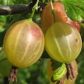 gooseberry