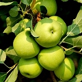 green apple