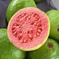 guava