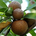 Jenipapo