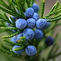 juniper berry