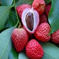 lychee