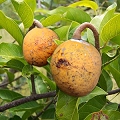 maninka
