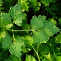parsley