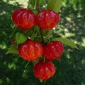 Brazilian cherry